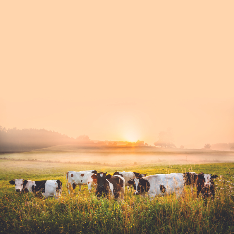 Krowy na polu